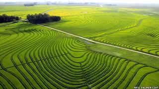 Cultivos de arroz en Uruguay. El país sudamericano ha logrado rendimientos equivalentes a las zonas más fértiles de Estados Unidos.